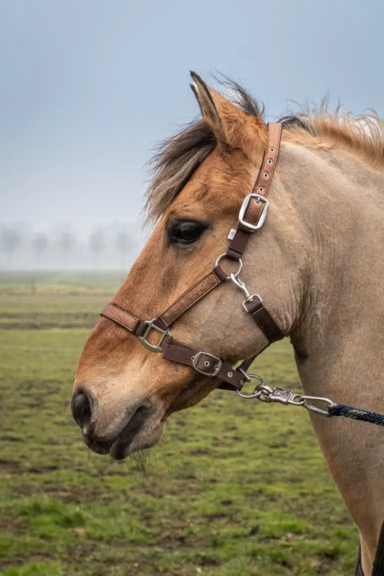 HighEnergyHorseSjop