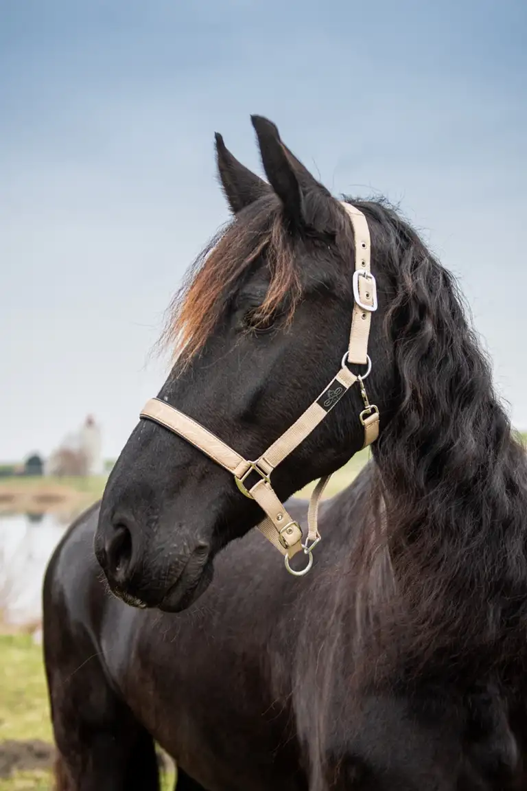 HighEnergyHorseSjop