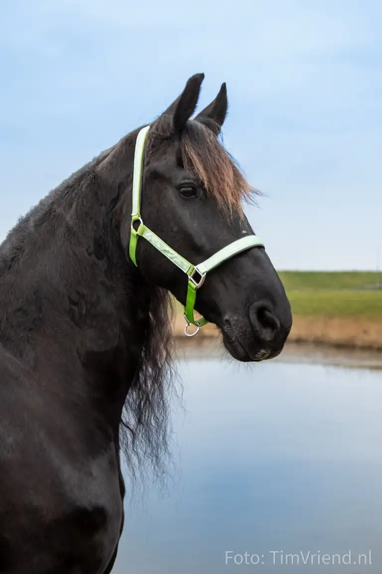 HighEnergyHorseSjop
