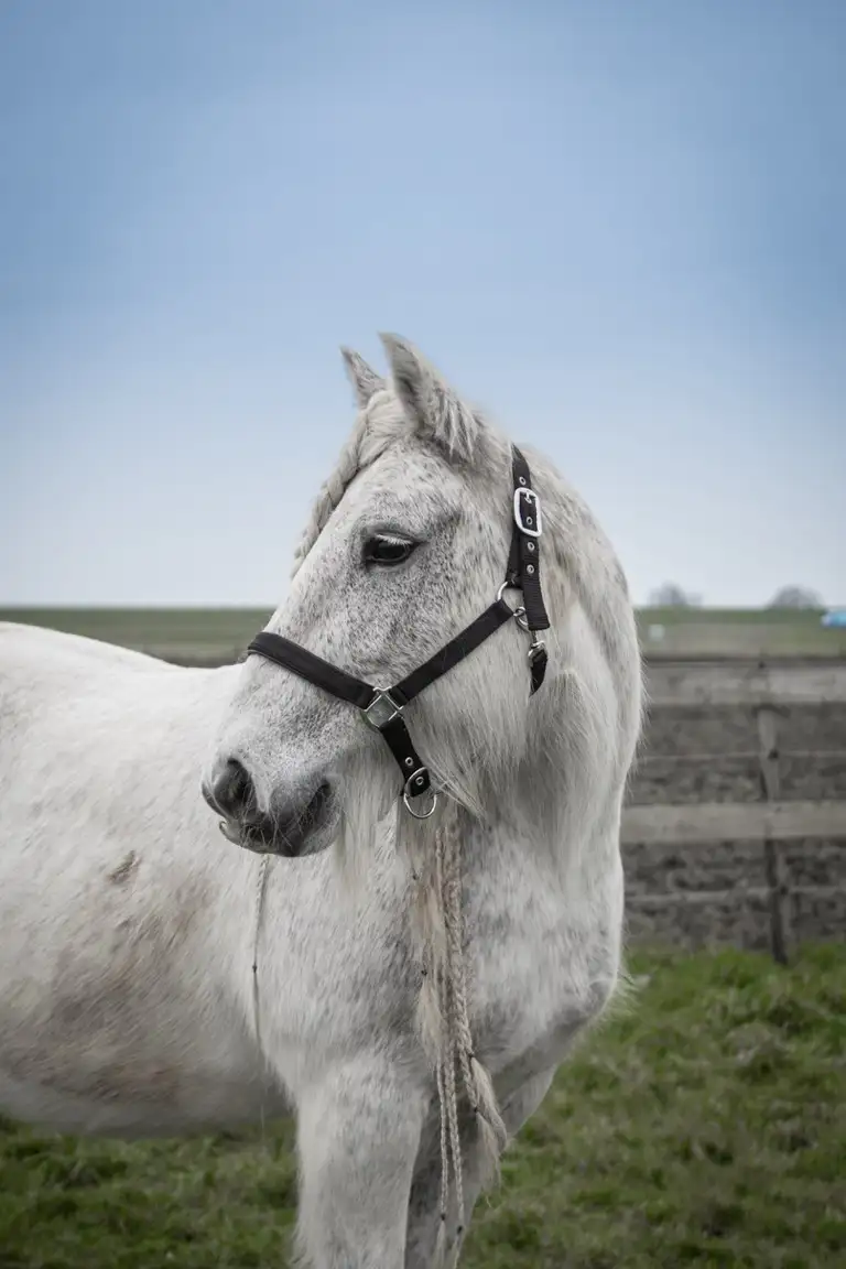 HighEnergyHorseSjop