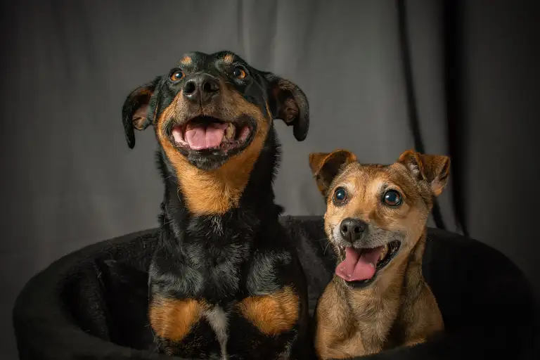 Ben & Cato gezellig naast elkaar