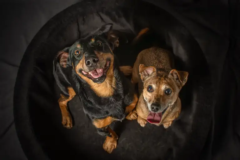 Ben & Cato gezellig naast elkaar